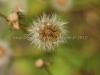 DSC03296