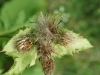 DSC03320