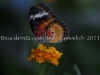 DSC05865