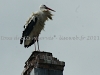 DSC06251_1