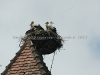 DSC06295_1