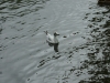 DSC07919