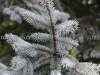 DSC08531