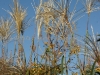 DSC08593_1