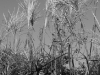 DSC08594_1