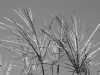 DSC08596