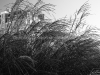 DSC08611