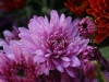 DSC08614