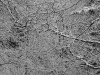 DSC09775