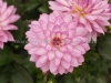 DSC09927