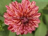 DSC09929_1