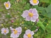 DSC00485_hdr