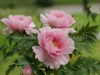 DSC00299