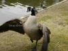 DSC00511