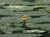 DSC00908_1
