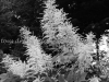 DSC00952