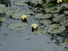 DSC01001_1