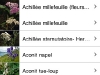 100502_fleursenpoche02