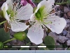 100502_fleursenpoche04