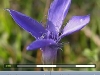 100502_fleursenpoche07