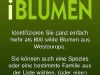 100502_fleursenpoche10