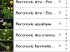 100502_fleursenpoche15