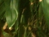 100625_iOS4_20