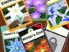 110605_Flowers34