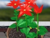 110605_Flowers38