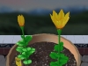 110605_Flowers39