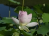 DSC01233