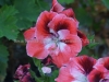 DSC01321