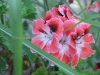 DSC01326