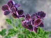 DSC01354