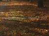 DSC02549_1