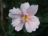 DSC02908_1