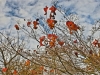 DSC02962_HDR