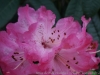DSC03834