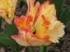 DSC03903