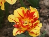 DSC04007