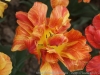 DSC04025