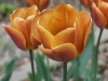 DSC04037