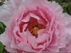 DSC04066