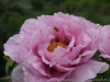 DSC04096