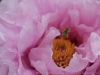 DSC04100