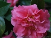 DSC04136