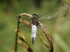 DSC04425