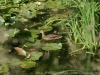 DSC04494_1