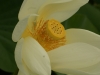 DSC04946