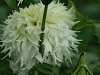 DSC05005_1